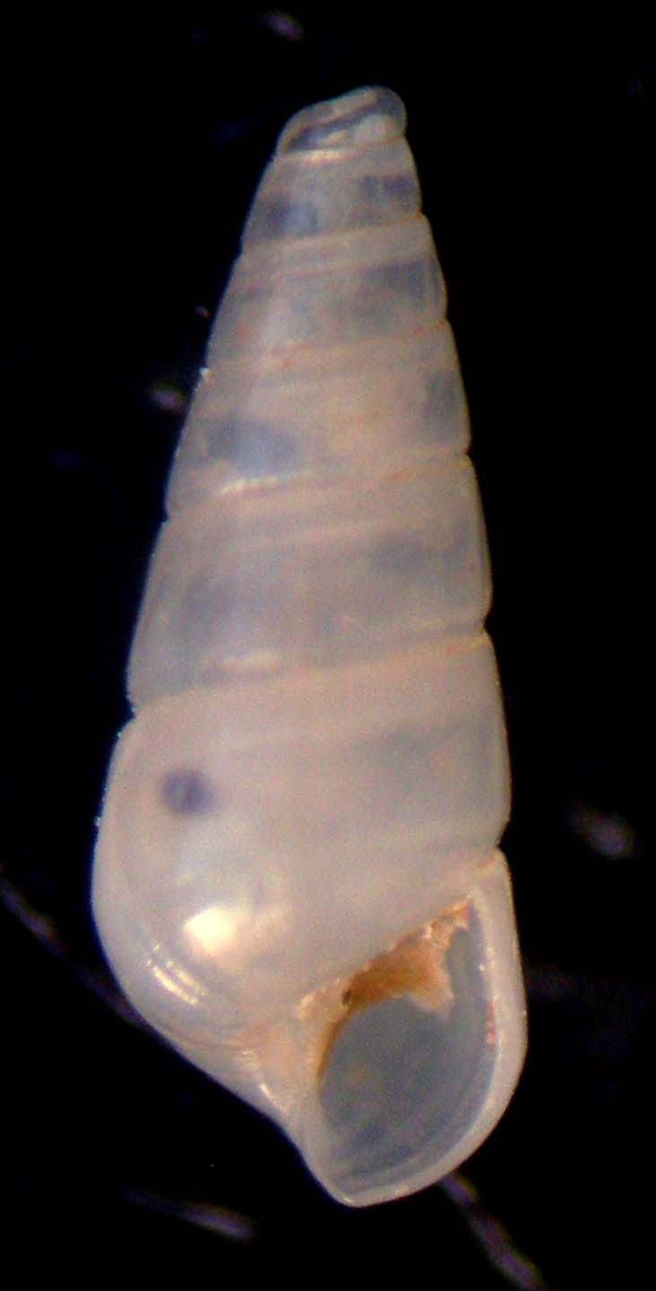 odostomia da umago